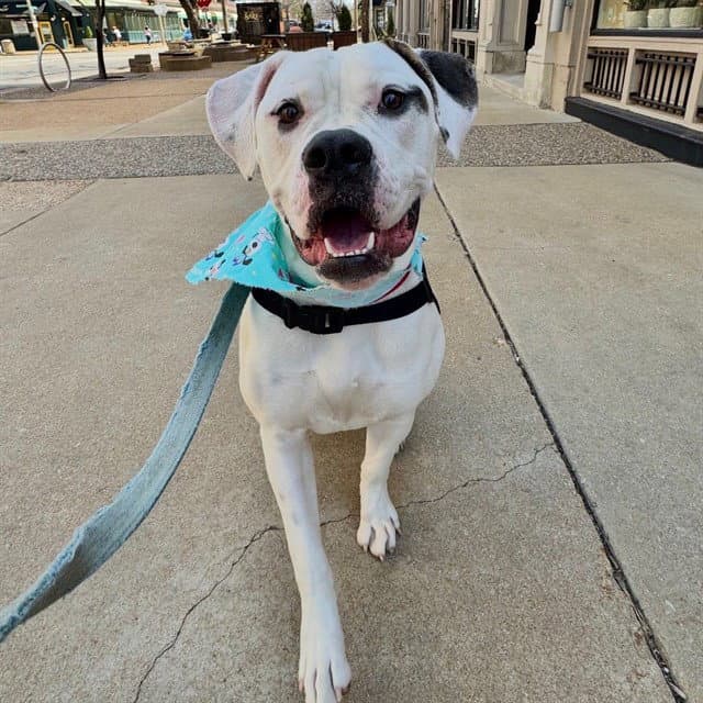 Biscuit - American Bulldog