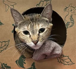 Junie B image 1