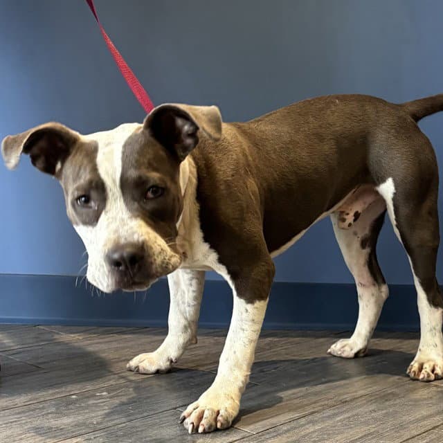 Rascal - Pit Bull Terrier