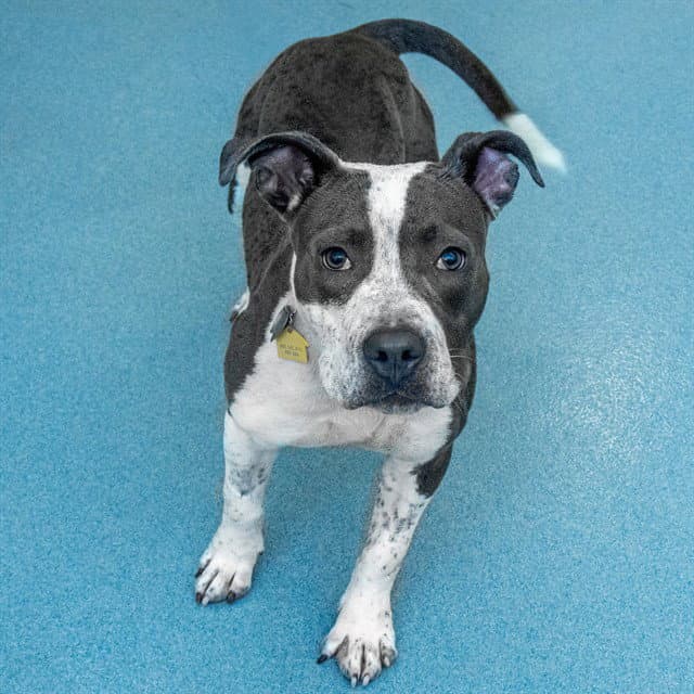 Rascal - Pit Bull Terrier
