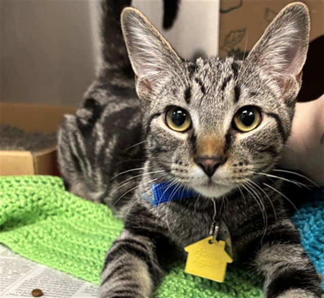 Starburst - Domestic Short Hair