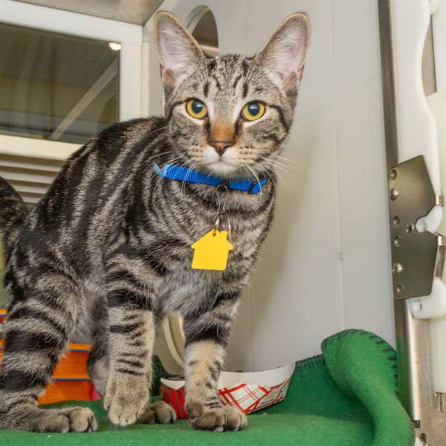 Starburst - Domestic Short Hair