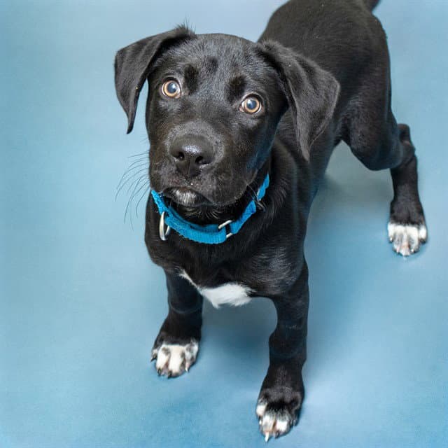Wolverine - Labrador Retriever