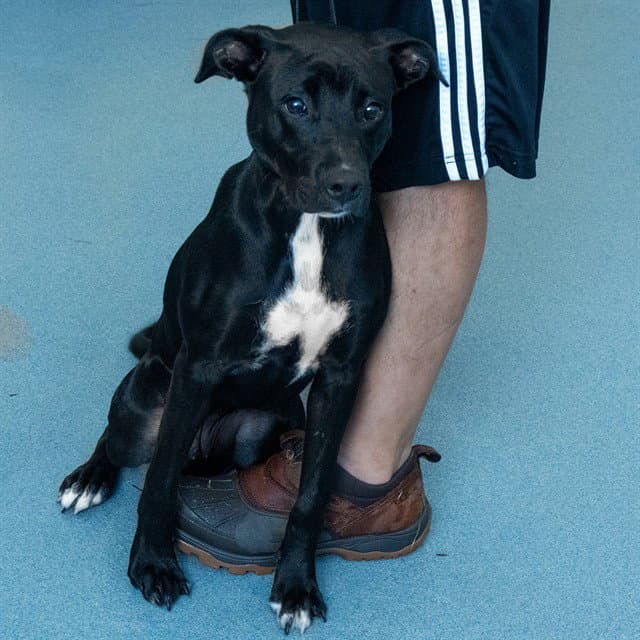 Roxie - Pit Bull Terrier
