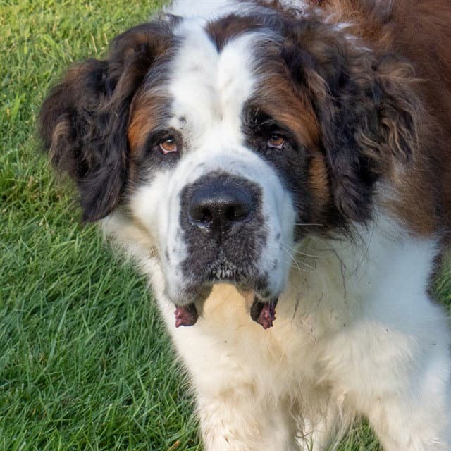 Apollo - Saint Bernard