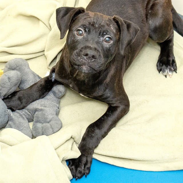 Harley - Labrador Retriever