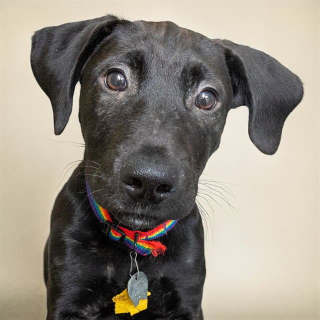 Joker - Labrador Retriever