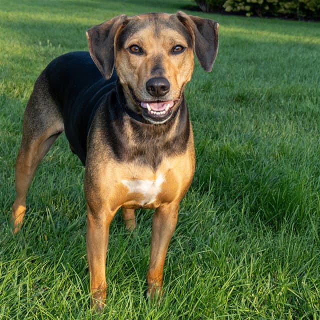 Riley - Black and Tan Coonhound