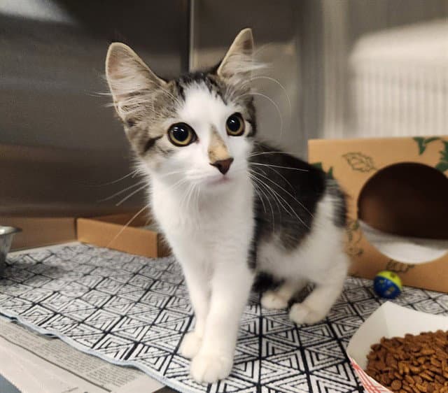 Hedwig - Domestic Medium Hair