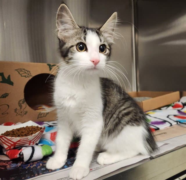 Fawkes - Domestic Medium Hair