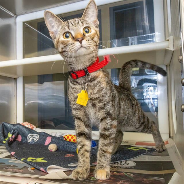 Sweetart - Domestic Short Hair