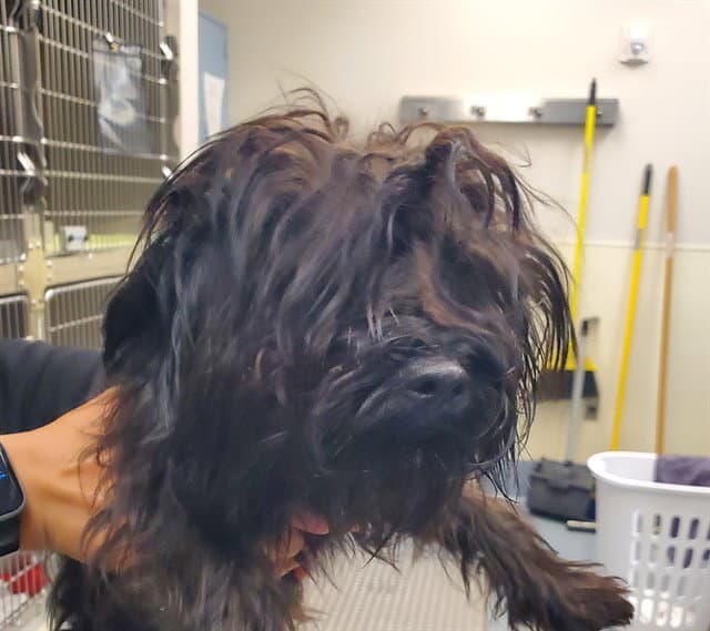 Mavis - Havanese