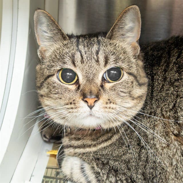 Daffodil - Domestic Short Hair