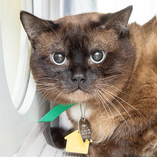 Gypsy - Siamese