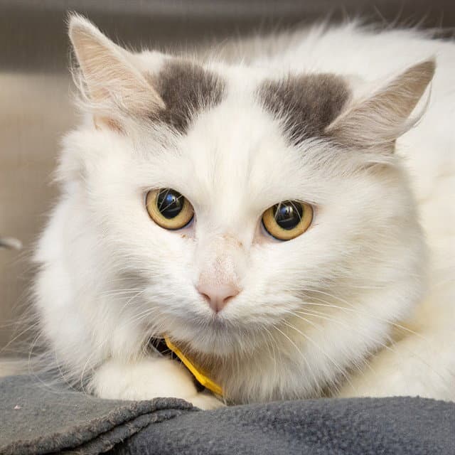 Blanca - Domestic Long Hair