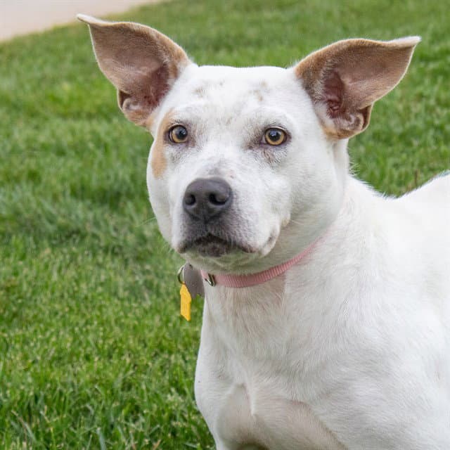 Rose - Australian Cattle Dog/Blue Heeler