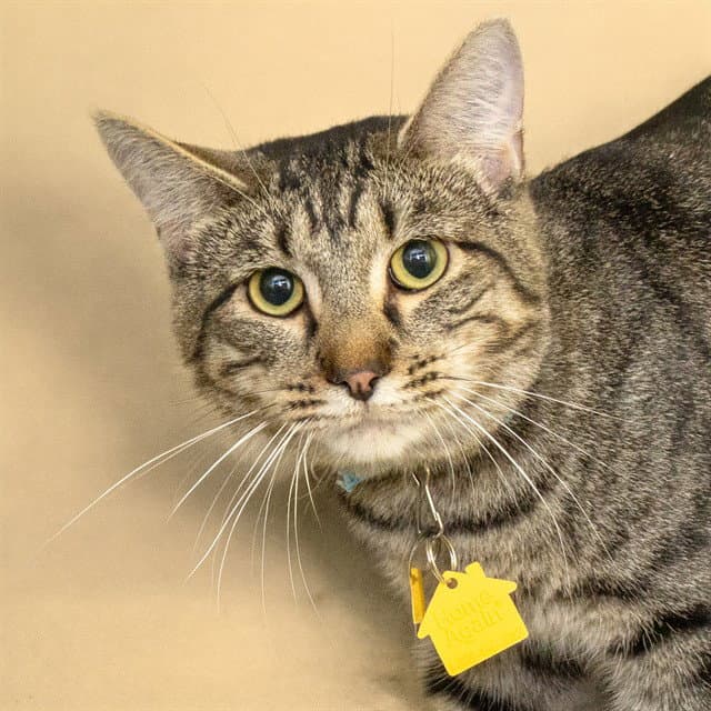 Tom Tom - Domestic Short Hair
