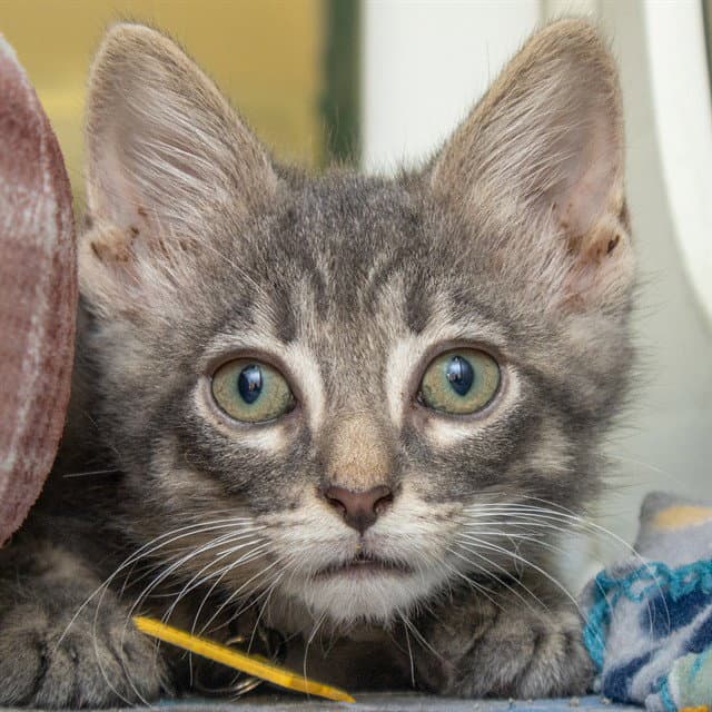 Bud - Domestic Short Hair