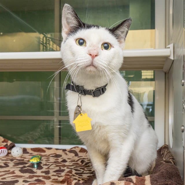 Porkchop - Domestic Short Hair