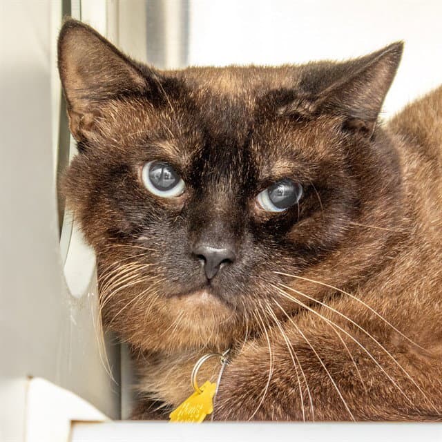 Leo - Siamese