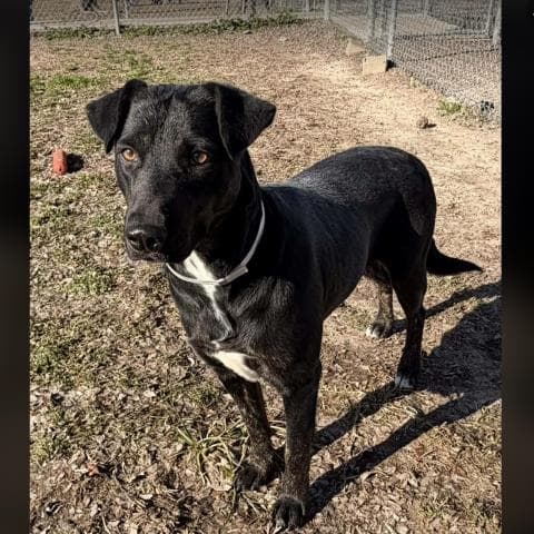 Gemma - American Pit Bull Terrier
