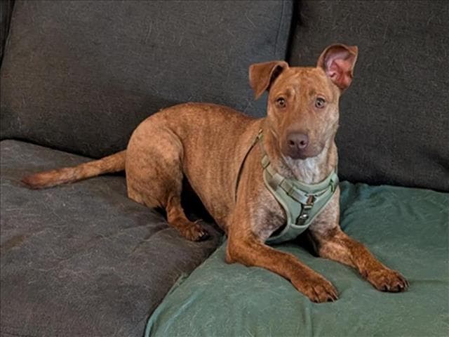 Courage - Pit Bull Terrier