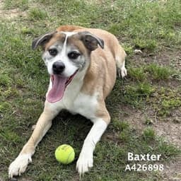 Frisbee image 1