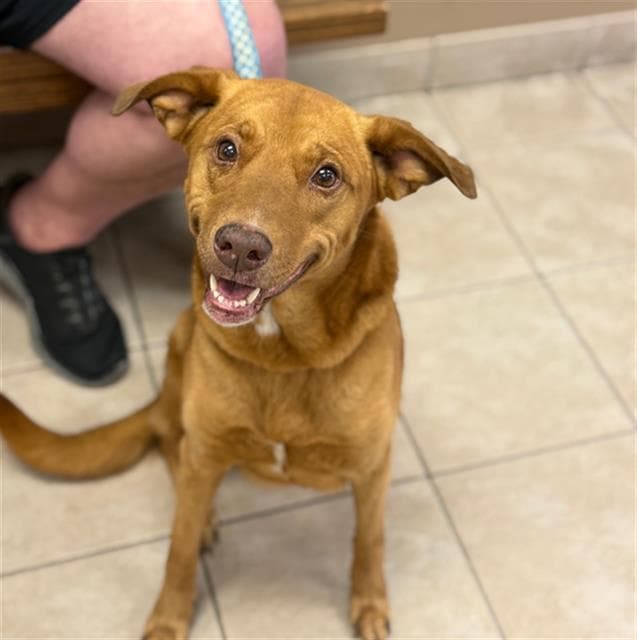 Sally - Vizsla