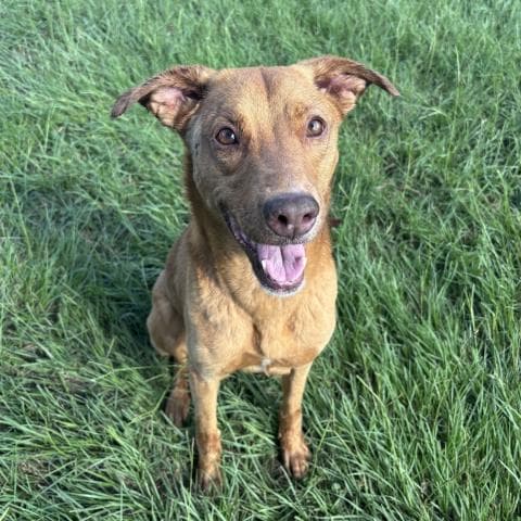 Sally - Vizsla
