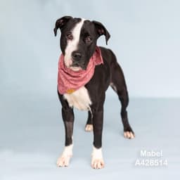 Mabel image 1