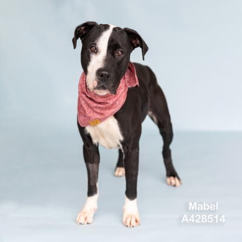 Mabel - American Pit Bull Terrier