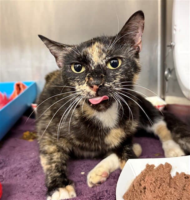 Lovey - Domestic Short Hair
