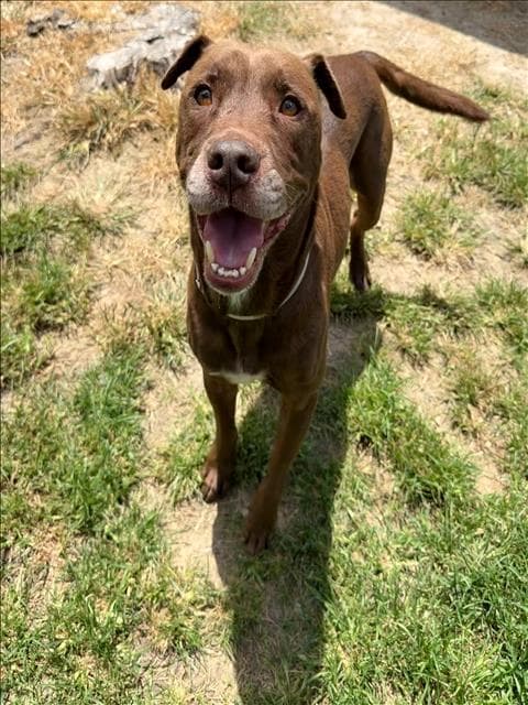 Bernie - Labrador Retriever