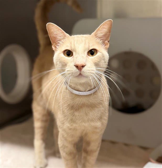 Unknown - Domestic Short Hair