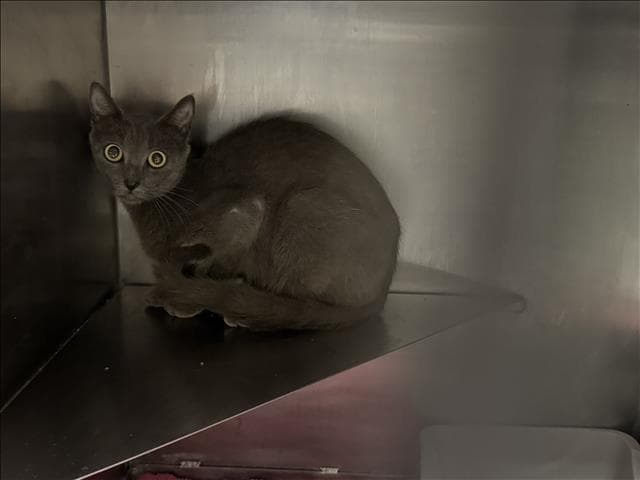 Unknown - Domestic Short Hair