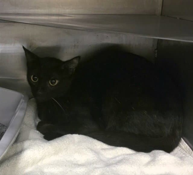 Unknown - Domestic Short Hair
