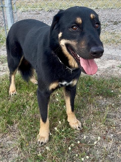 Robin - German Shepherd Dog