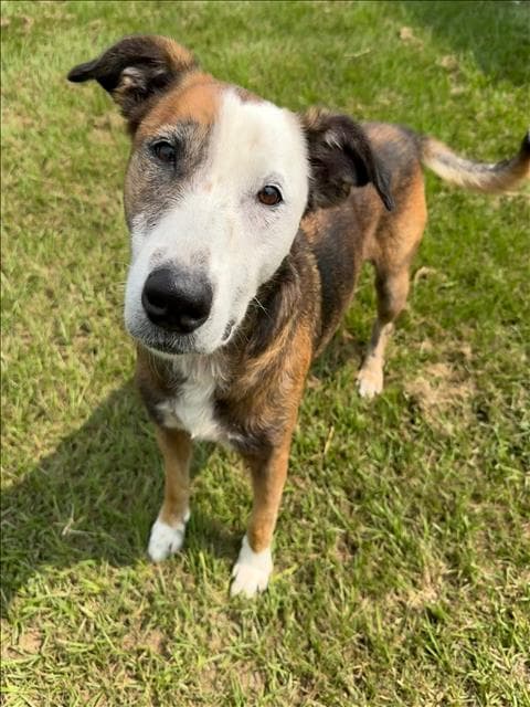 Bindi - Australian Cattle Dog/Blue Heeler