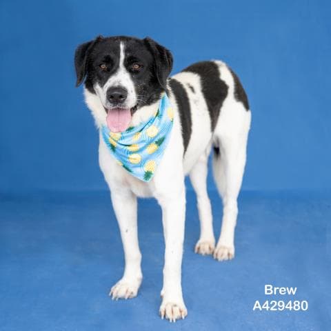 Unknown - Labrador Retriever