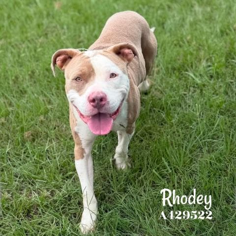 Unknown - Pit Bull Terrier