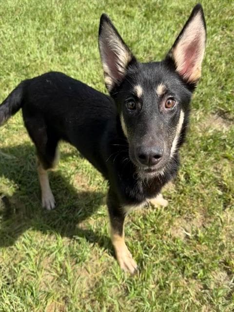 Unknown - German Shepherd Dog