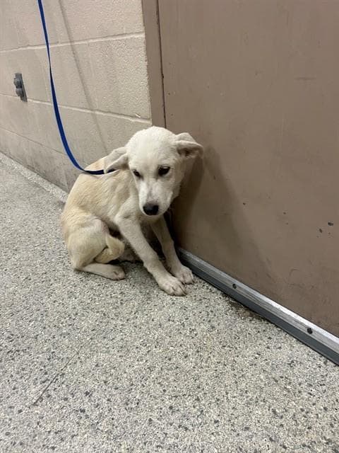 Barnes - Labrador Retriever
