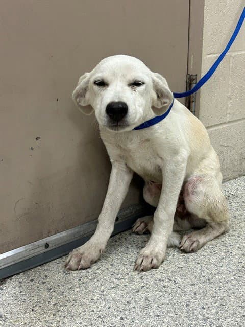 Noble - Labrador Retriever