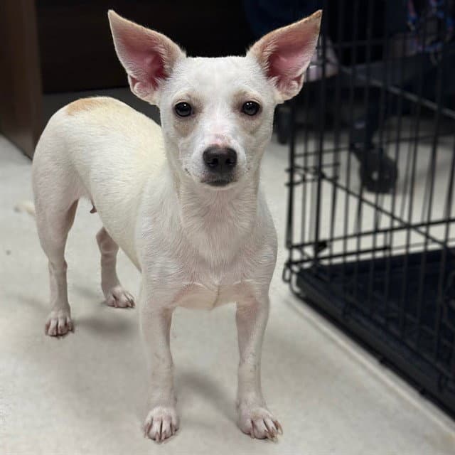 Unknown - Chihuahua