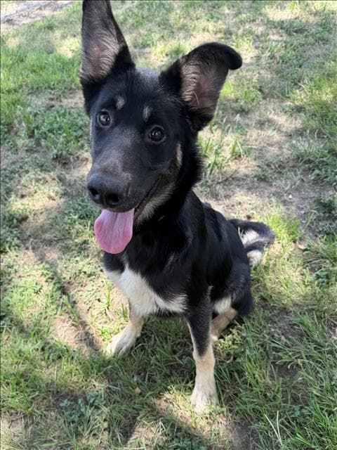 Unknown - German Shepherd Dog