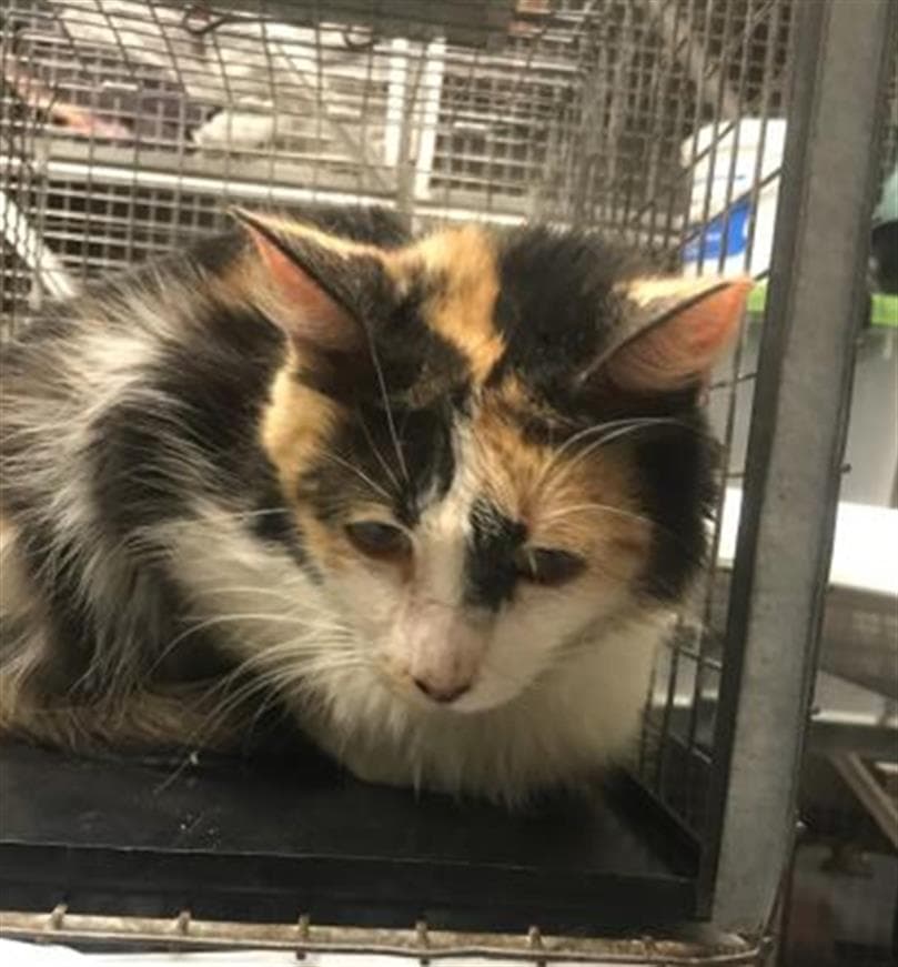 Zelda - Domestic Medium Hair