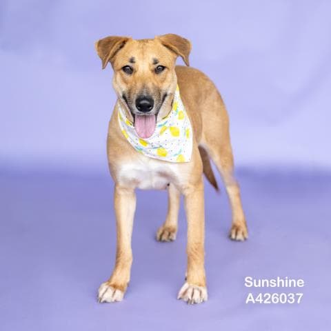 Sunshine - Labrador Retriever