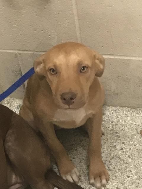 Unknown - Labrador Retriever