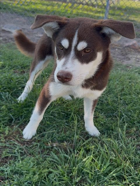 Witt - Siberian Husky