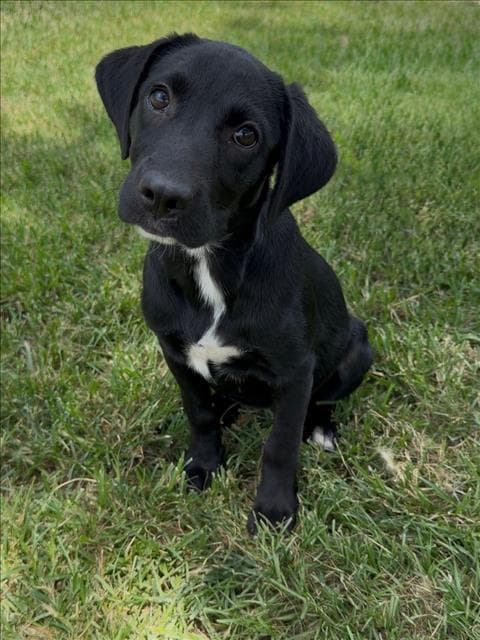 Unknown - Labrador Retriever